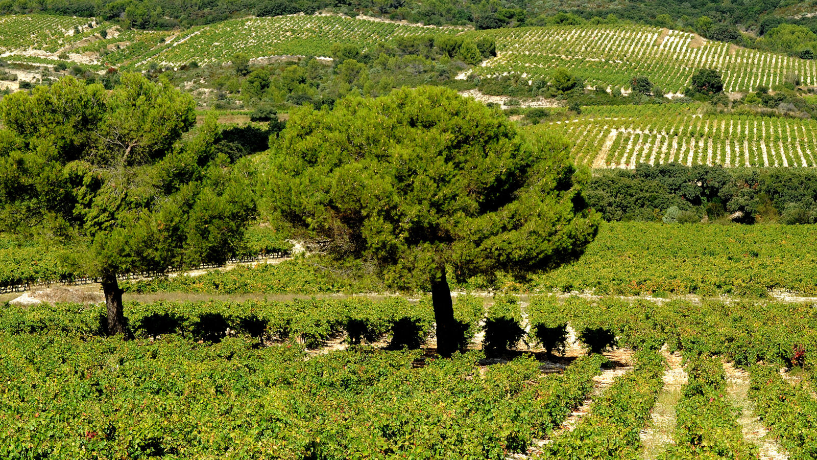 Randonnée "De Vigne en Garrigue"