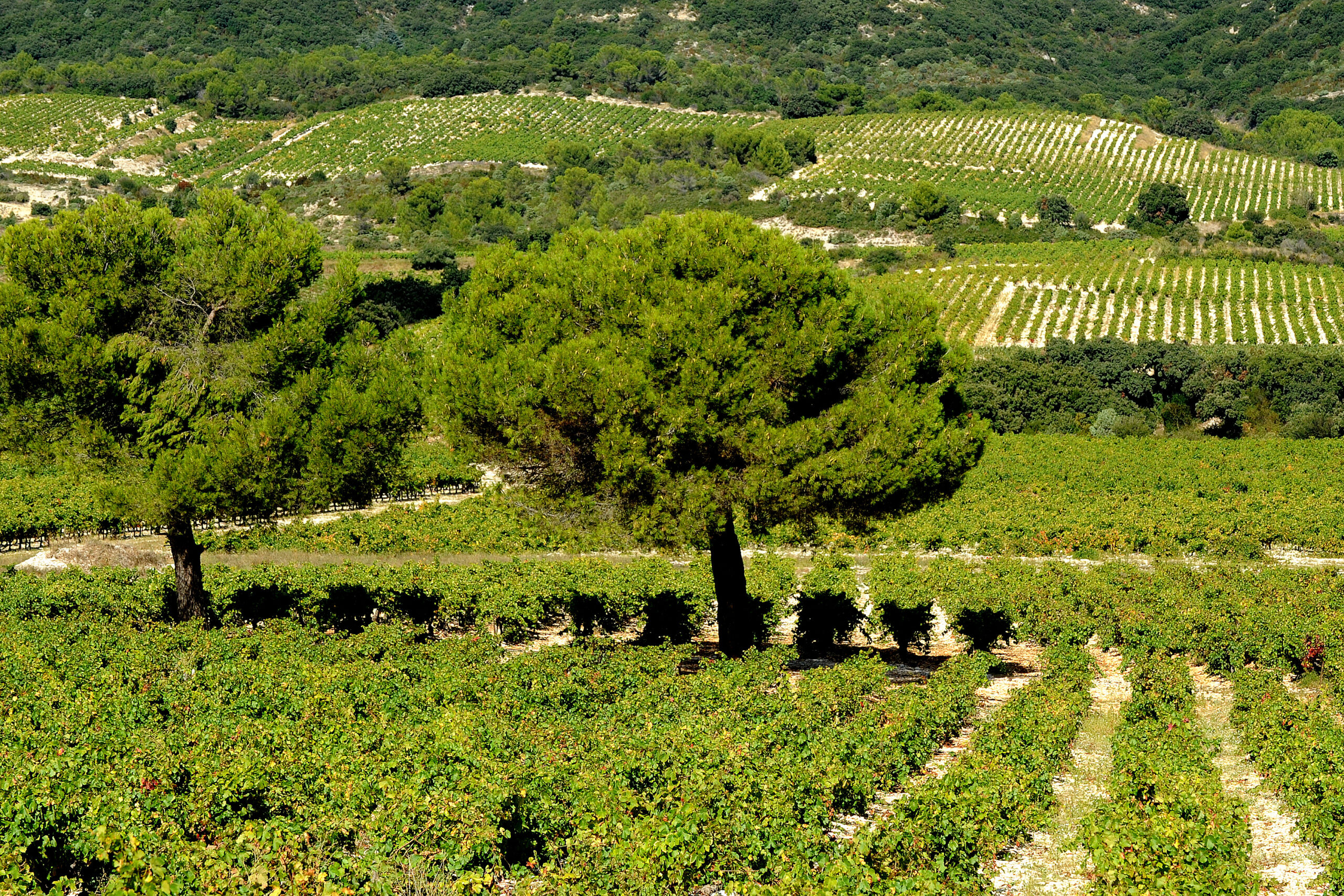 Randonnée "De Vigne en Garrigue"
