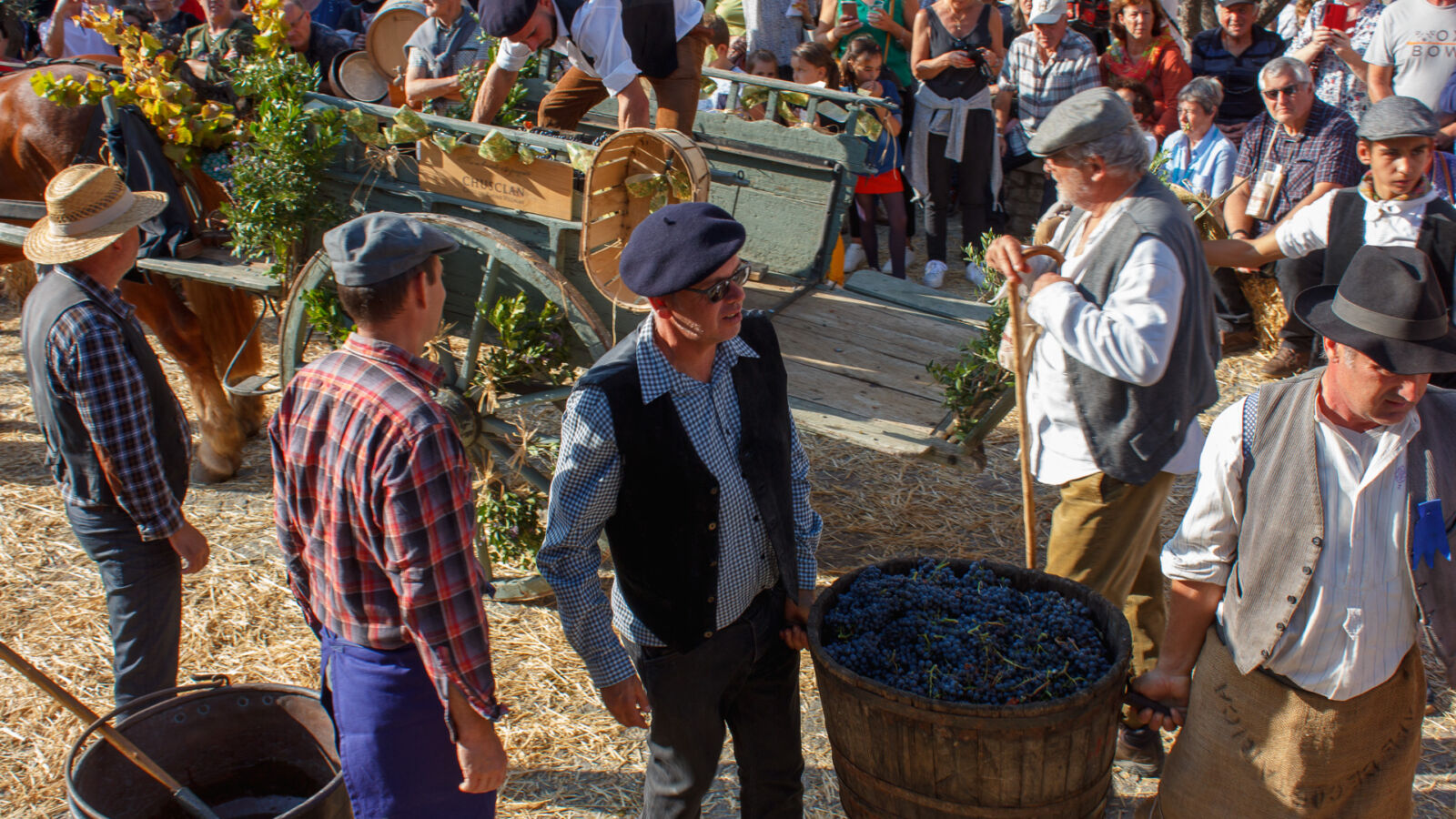 Vendanges à l'ancienne, à la main pour les vendanges de l'histoire à Chusclan. Grande fête du terroir et des traditions vigneronnes à Chusclan avec marché de producteurs, animations à l'ancienne, exposition de véhicules agricoles anciens